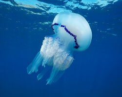 Barrel jellyfish (Rhizostoma pulmo) Barrel jellyfish (Rhizostoma pulmo)