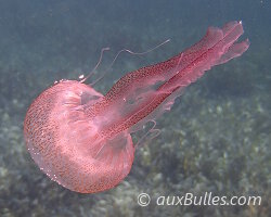 Méduse pélagique (Pelagia noctiluca)