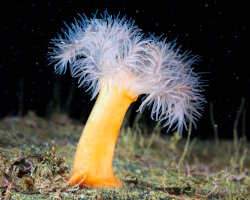 The plumose sea anemone The plumose sea anemone