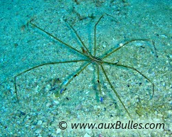 Crabe tour Eiffel (Stenorhynchus seticornis)