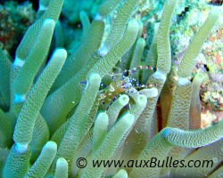 Crevette nettoyeuse du Yucatan (Periclimenes yucatanicus) Crevette nettoyeuse du Yucatan (Periclimenes yucatanicus)