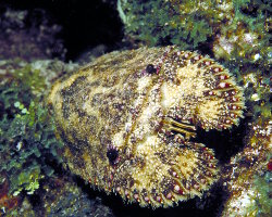 Cigale de mer chambre (Scyllarides nodifer)