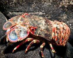 Cigale de mer royale (Arctides regalis) Cigale de mer royale (Arctides regalis)