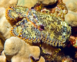 Sculptured slipper lobster (Parribacus antarcticus)
