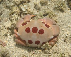 Crabe à taches rouges (Carpilius maculatus)