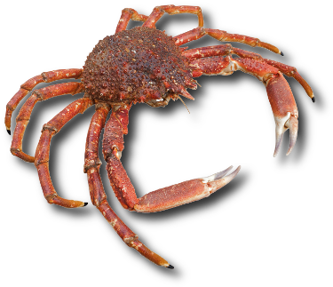 Le crabe araignée de Méditerranée (Maja squinado) © Prillfoto | Dreamstime.com Le crabe araignée de Méditerranée (Maja squinado) © Prillfoto | Dreamstime.com