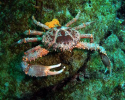 Crabe araignée épineux (Damithrax spinosissimus)
