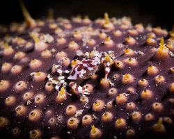 Crabe arlequin (Lissocarcinus orbicularis)