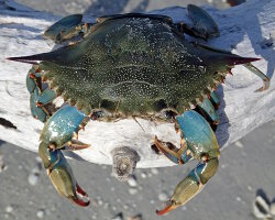Crabe bleu américain (Callinectes sapidus)