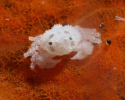 Crabe bourse granuleux perlé (Heteronucia perlata) Crabe bourse granuleux perlé (Heteronucia perlata)