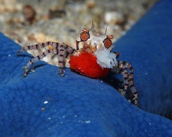 Crabe boxeur à mosaïque (Lybia tessellata)