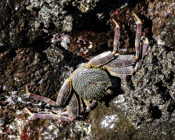 Crabe coureur commun (Grapsus tenuicrustatus)