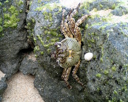 Crabe coureur tacheté (Grapsus albolineatus) Crabe coureur tacheté (Grapsus albolineatus)