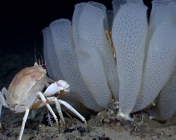 Crabe doré de profondeur du Golfe du Mexique (Chaceon fenneri)