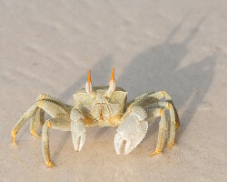 Crabe fantôme aux yeux cornus (Ocypode ceratophthalmus)