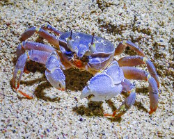 Crabe fantôme de mer Rouge (Ocypode saratan)