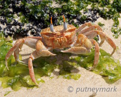 Ghost crab (Ocypode gaudichaudii) Ghost crab (Ocypode gaudichaudii)