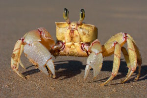 Crabe fantôme rose (Ocypode ryderi)