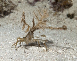 Crabe flêche décorateur (Hyastenus bispinosus)