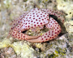Crabe gardien des coraux à points rouges (Trapezia tigrina) Crabe gardien des coraux à points rouges (Trapezia tigrina)