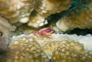Crabe gardien des coraux à points rouges (Trapezia tigrina)