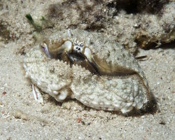Crabe honteux d'Indo Pacifique (Calappa hepatica)