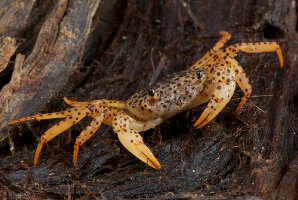 Crabe panthère (Parathelphusa pantherina) Crabe panthère (Parathelphusa pantherina)