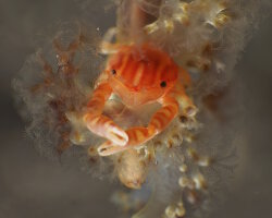 Haig's Porcelain Crab (Porcellanella haigae) Haig's Porcelain Crab (Porcellanella haigae)