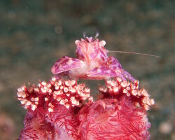 Crabe porcelaine des coraux mous (Lissoporcellana nakasonei)