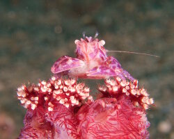 Soft coral porcelain crab (Lissoporcellana nakasonei) Soft coral porcelain crab (Lissoporcellana nakasonei)