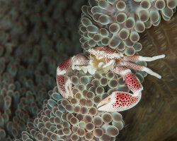 Crabe porcelaine (Neopetrolisthes maculatus) Crabe porcelaine (Neopetrolisthes maculatus)