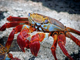 Crabe rouge des Galapagos (Grapsus grapsus) Crabe rouge des Galapagos (Grapsus grapsus)
