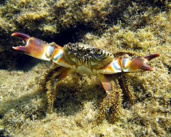 Crabe verruqueux ou crabe jaune (Eriphia verrucosa)