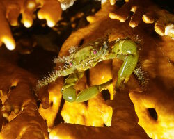 Green clinging crab (Mithraculus sculptus)