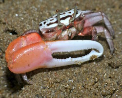 Crabe violoniste anguleux (Uca annulipes) Crabe violoniste anguleux (Uca annulipes)