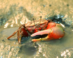 Crabe violoniste arqué (Uca arcuata) Crabe violoniste arqué (Uca arcuata)