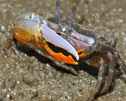 Crabe violoniste d'Indo Pacifique (Uca vocans)