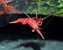 Crevette danseuse de Durban (Rhynchocinetes durbanensis)