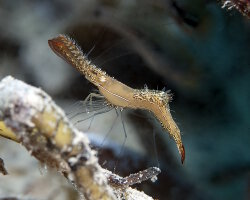 Crevette Donald Duck (Leander plumosus)