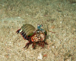 Crevette mante de mer paon (Odontodactylus scyllarus) Crevette mante de mer paon (Odontodactylus scyllarus)