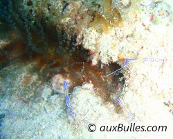 Crevette nettoyeuse de Pederson (Ancylomenes pedersoni) Crevette nettoyeuse de Pederson (Ancylomenes pedersoni)