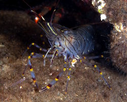 Crevette rose (Palaemon serratus)