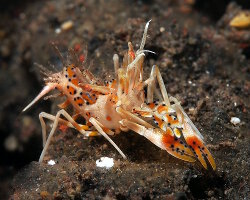 Crevette tigre épineuse (Phyllognathia ceratophthalma) Crevette tigre épineuse (Phyllognathia ceratophthalma)