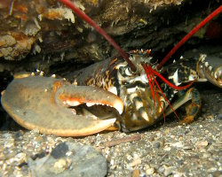 Homard européen (Homarus gammarus) Homard européen (Homarus gammarus)