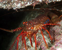 Langouste japonaise (Panulirus japonicus) Langouste japonaise (Panulirus japonicus)
