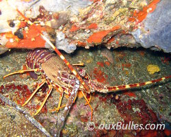 Langouste rouge (Palinurus elephas) Langouste rouge (Palinurus elephas)