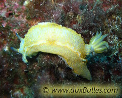 Le doris géant de Méditerranée [Hypselodoris elegans]