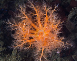 Concombre de mer orange (Cucumaria miniata) Concombre de mer orange (Cucumaria miniata)