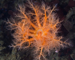 Concombre de mer orange (Cucumaria miniata)