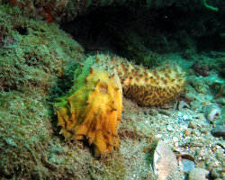 Concombre de mer queue de tigre (Holothuria thomasi)